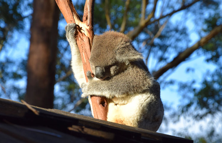 Koala