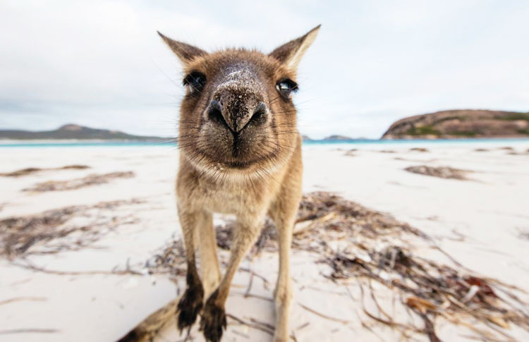 Cute Kangaroo