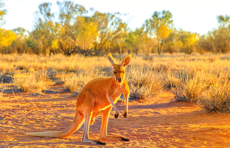 Wild Kangaroo