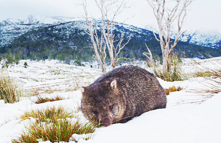 Wombat at Lake St Clair