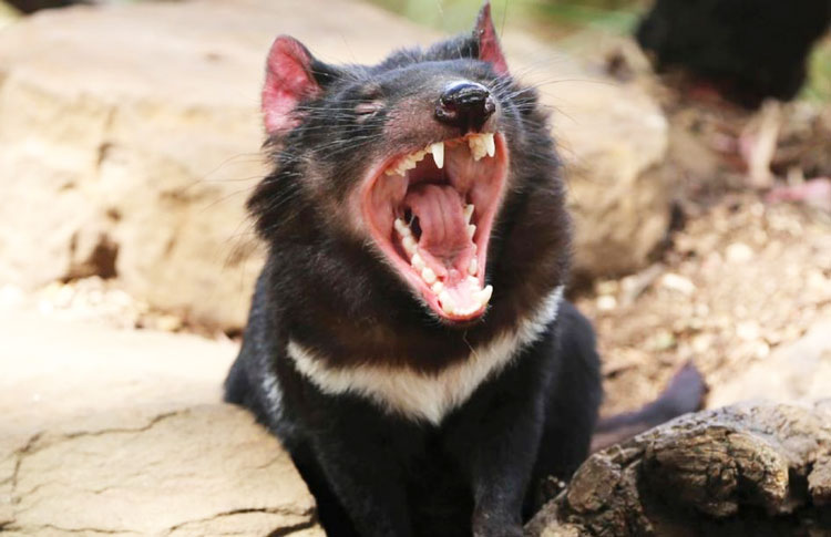 Tasmanian Devil