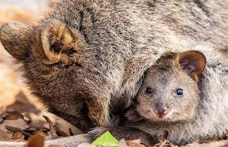 Quokka with baby