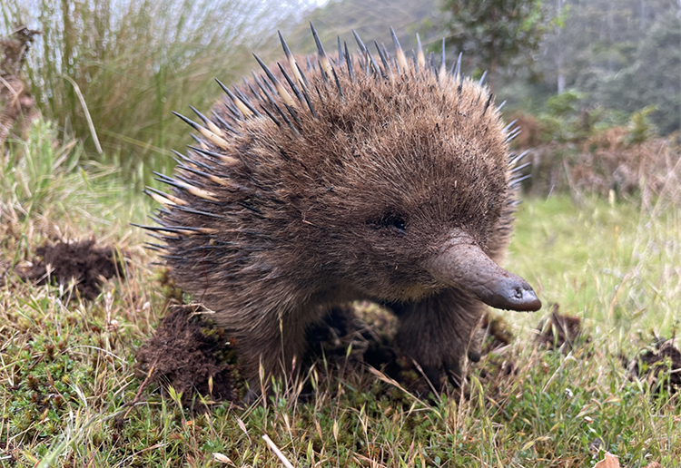 Echidnas are often seen around Dove Lake