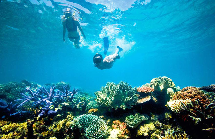 Great Barrier Reef Snorkle