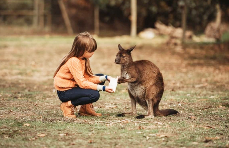 feeding Kangaroo