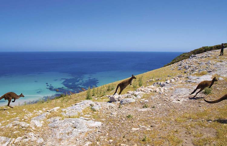 Hiking with kangaroos!