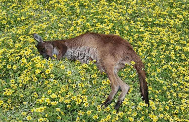 Kangaroo rest on wild flowers field