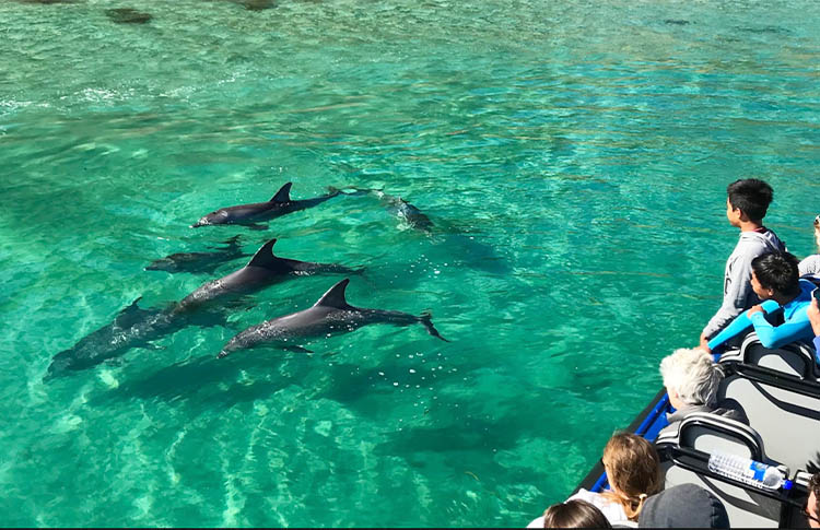 Kangaroo Island Marine Adventures with dolphins