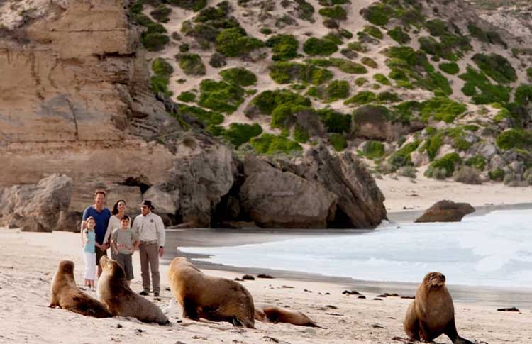 Wild seals Kangaroo Island