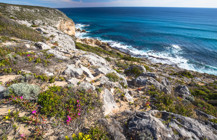 Wildflowers Kangaroo Island