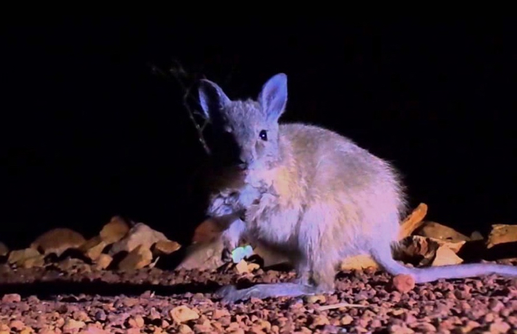 Nocturnal tour at Desert Park