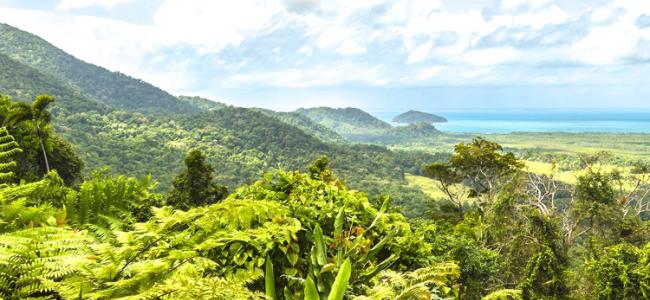 DainTree Rainforest