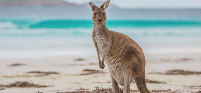 Great Ocean Road & Kangaroo Island