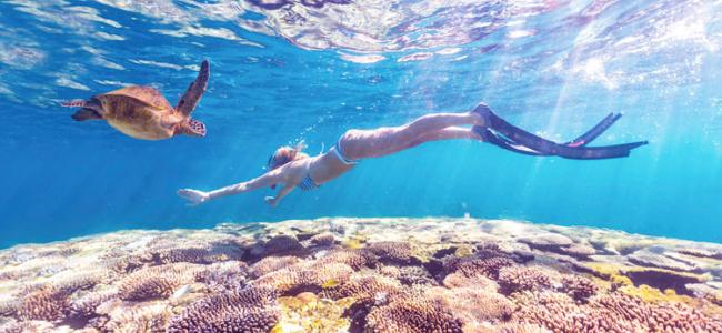 Snorkel Great Barrier Reef