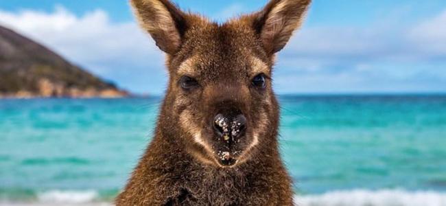 Kangaroo