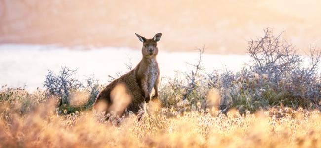 Kangaroo Island