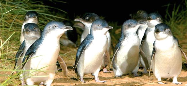 Penguins