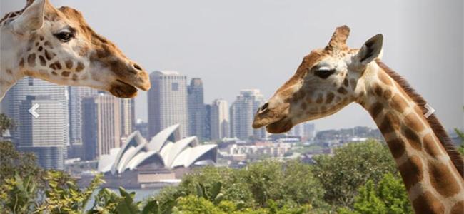 Giraffes framing the Sydney Opera House