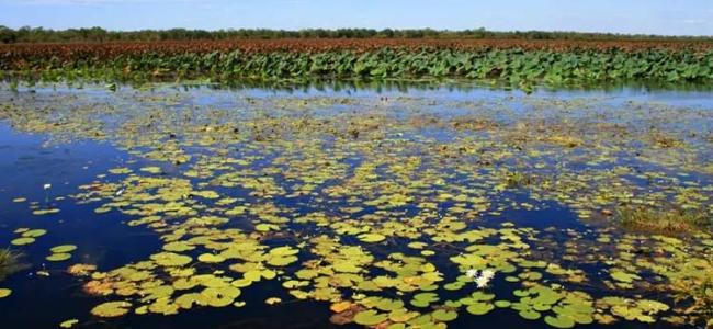 Mamakulu Wetland at Ubirr