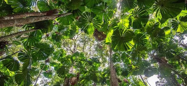 Daintree rainforest canopy