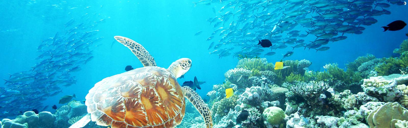 11 Day Port Douglas and Cairns
