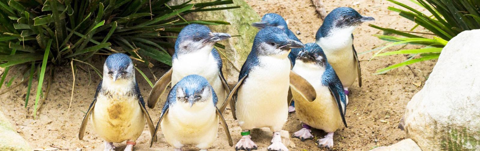 8 Day Ultimate Tasmania Wildlife Family Itinerary
