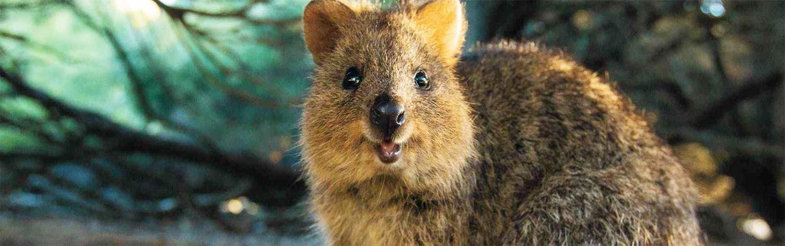 quokka