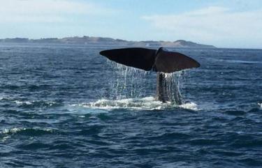 Whale Watching Kaikoura