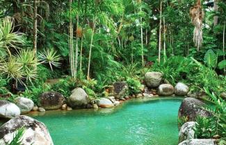 Daintree