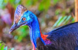 Cassowary