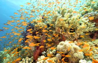 Great Barrier Reef 