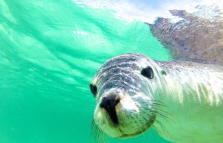 Sea Lions Jurien Bay