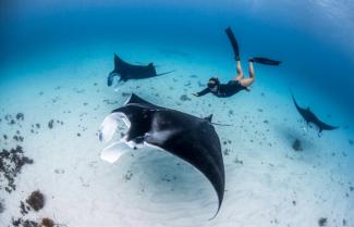 Manta Rays Coral Beach