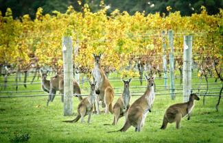 Margaret River Vineyards