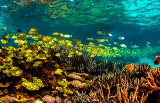 Ningaloo Reef