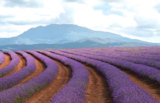 Bridestowe Lavender Estate 