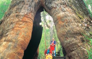 Valley of the Giants