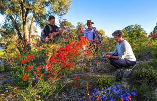 Wild Flower Western Australia