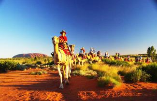 Camel Uluru