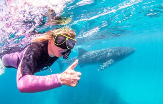 Exmouth Whale Shark 