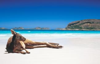 Kangaroo Lucky Bay 