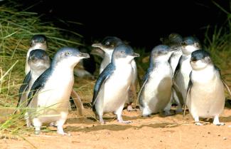 Phillip Island Penguin