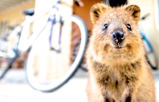 Quokka at Rocknest Island