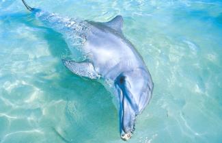 Monkey Mia Dolphin