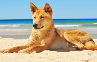 Fraser Island