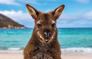 Kangaroo