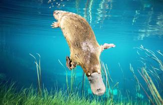 Platypus