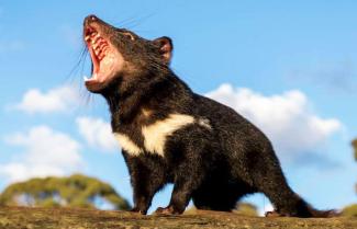 Tasmanian Devil