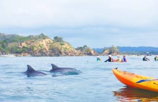 Kayaking with Dolphins