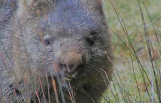 Wombat